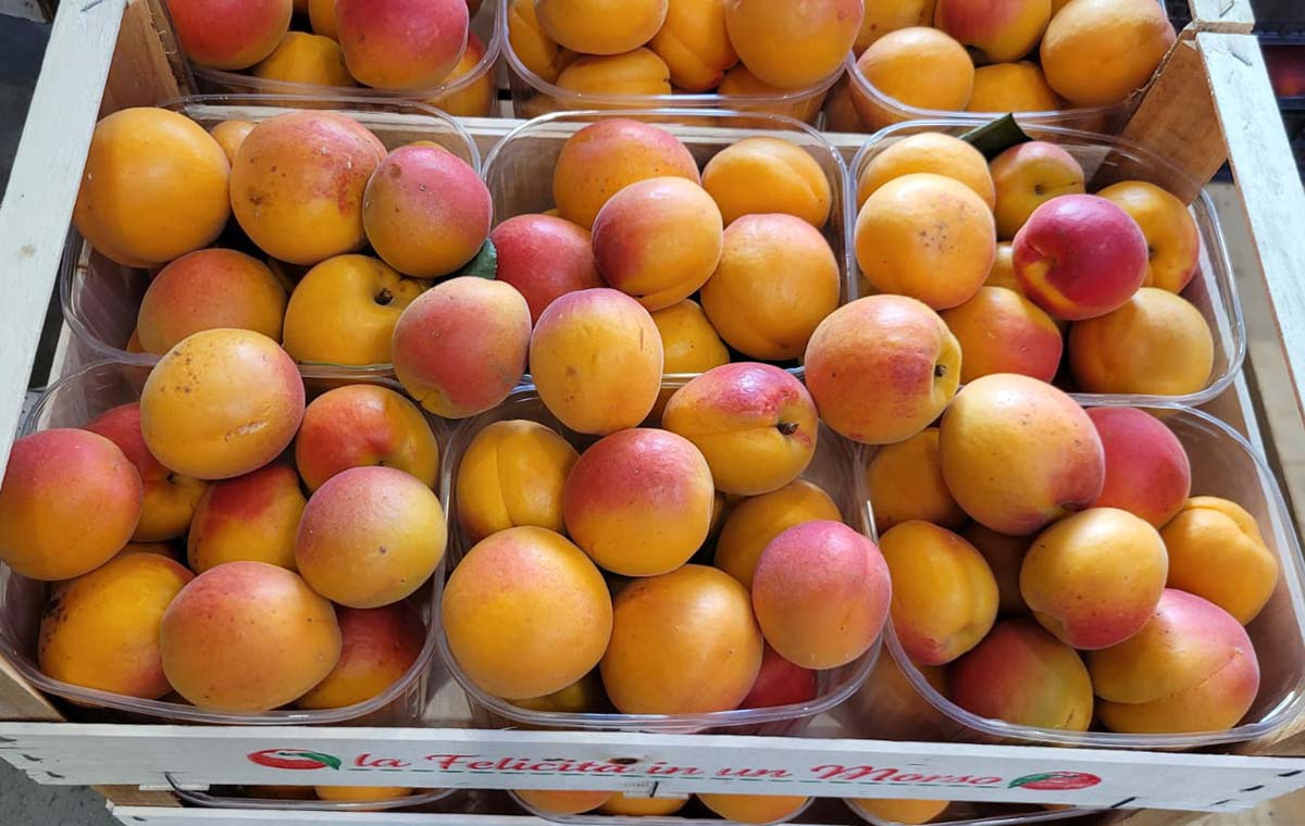 Albicocche - Emilia Romagna - 1,50 euro al chilogrammo